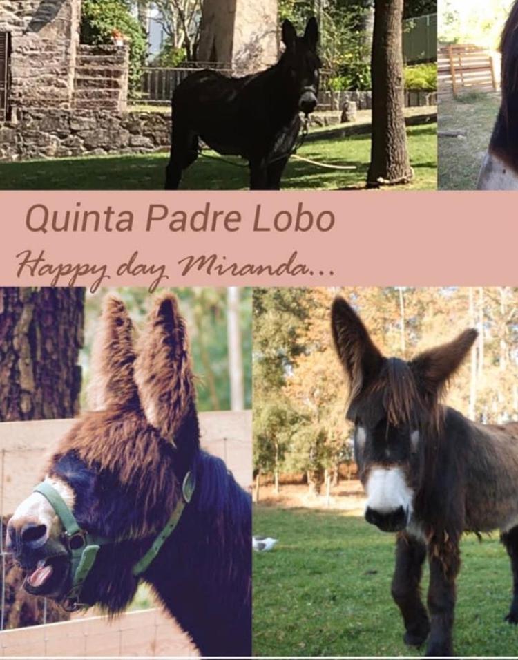 サンタ・マリア・ダ・フェイラ Quinta Padre Loboゲストハウス エクステリア 写真